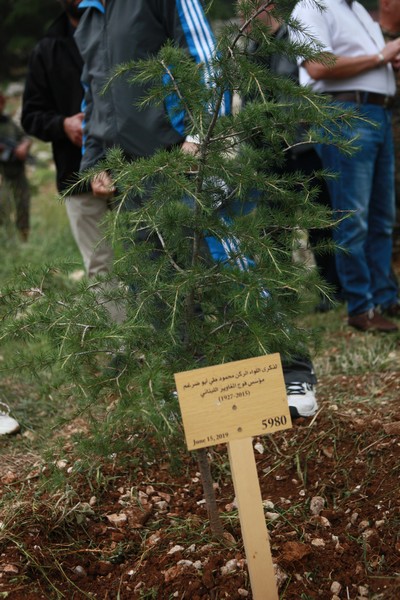 Cedar tree in memory of the Lebanese Commandos Regiment founder